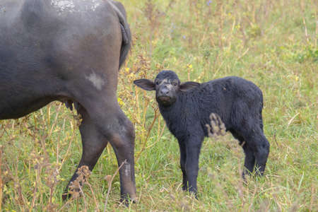 Young calf with mother - Water buffalo. Orlovka village, Reni raion, Odessa oblast, Ukraine, Eastern Europeの写真素材