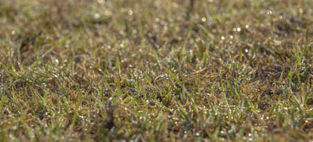 Green grass with dewdrops at sunrise. Soft focusÑ Orlovka village, Reni raion, Odessa oblastの写真素材