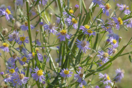 flowering Sea Aster or Seashore Aster (Aster tripolium or Aster pannonicus) in Kartal Eco Park, Orlovka village, Reni raion, Odessa oblast, Ukraine, Eastern Europeの写真素材