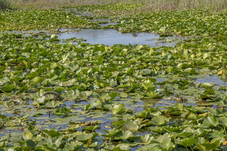 Lake completely overgrown aquatic flowering plant European white water lily (Nymphaea alba)の写真素材