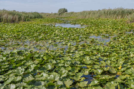 Lake completely overgrown aquatic flowering plant European white water lily (Nymphaea alba)の写真素材