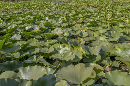 Lake completely overgrown aquatic flowering plant European white water lily (Nymphaea alba). Close-upの写真素材