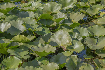 Lake completely overgrown aquatic flowering plant European white water lily (Nymphaea alba). Close-upの写真素材