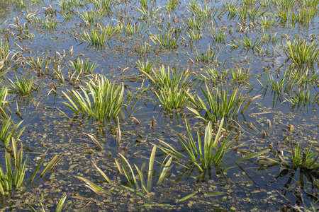 aquatic plant Water-soldier or water pineapple (Stratiotes aloides)の写真素材