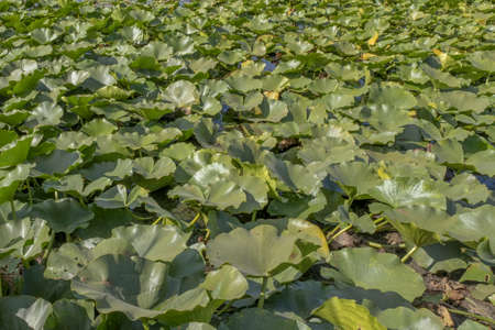 Lake completely overgrown aquatic flowering plant European white water lily (Nymphaea alba). Close-upの写真素材