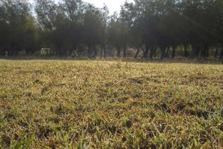 Green grass with dewdrops at sunrise. Soft focusÑ Orlovka village, Reni raion, Odessa oblastの写真素材