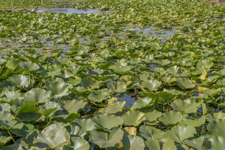 Lake completely overgrown aquatic flowering plant European white water lily (Nymphaea alba)の写真素材
