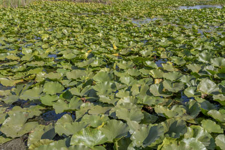 Lake completely overgrown aquatic flowering plant European white water lily (Nymphaea alba)の写真素材
