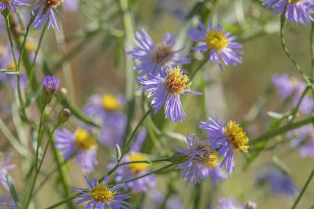 Flowering Sea Aster or Seashore Aster (Aster tripolium or Aster pannonicus,) in Kartal Eco Park. Orlovka village, Reni raion, Odessa oblast. Ukraine, Eastern Europeの写真素材