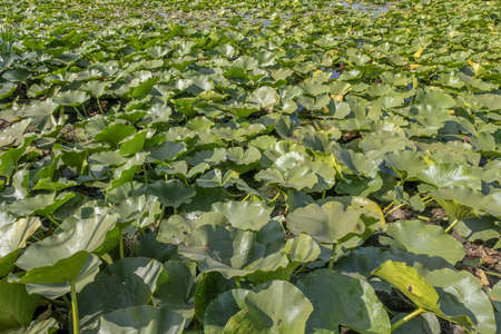 Lake completely overgrown aquatic flowering plant European white water lily (Nymphaea alba). Close-upの写真素材
