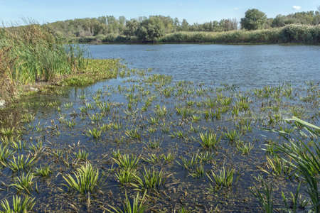 aquatic plant Water-soldier or water pineapple (Stratiotes aloides)の写真素材