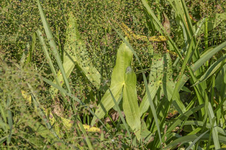 aquatic plant Arrowhead, arrowhead, duck potato, katniss or Omodaka (Sagittaria)の写真素材