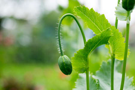 Green poppy bud on the stemの写真素材