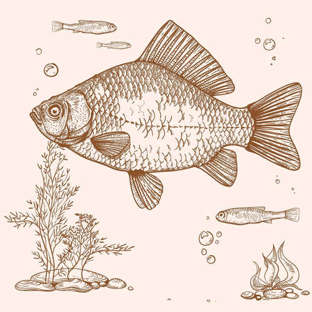 engraving of fish, seaweed, eggs and fryのイラスト素材