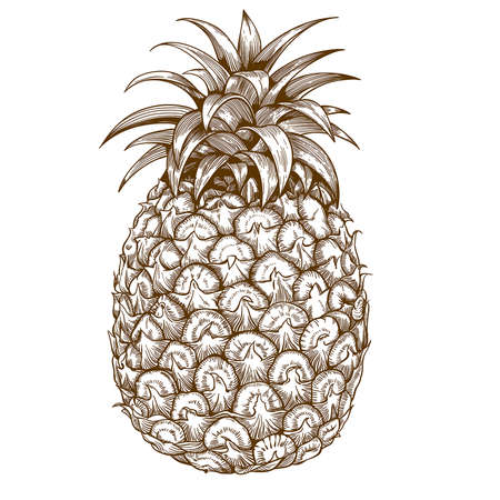 vector engraving illustration of  pineapple on white backgroundのイラスト素材