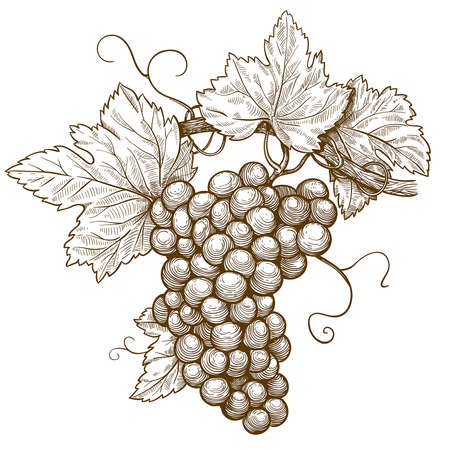 vector illustration of engraving grapes on the branch on white backgroundのイラスト素材