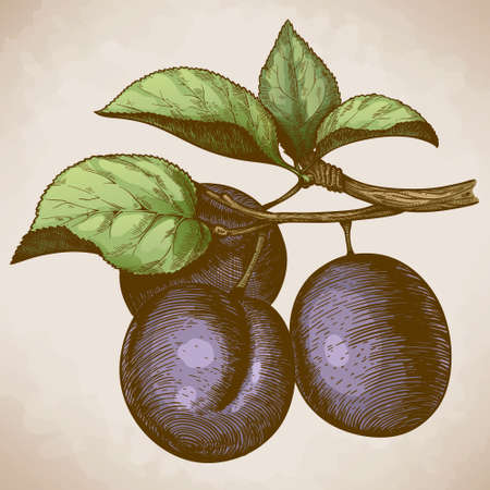 vector illustration of engraving plum on the branch in retro styleのイラスト素材