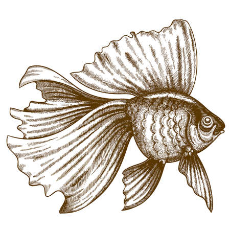 vector illustration of engraving goldfish on white background のイラスト素材