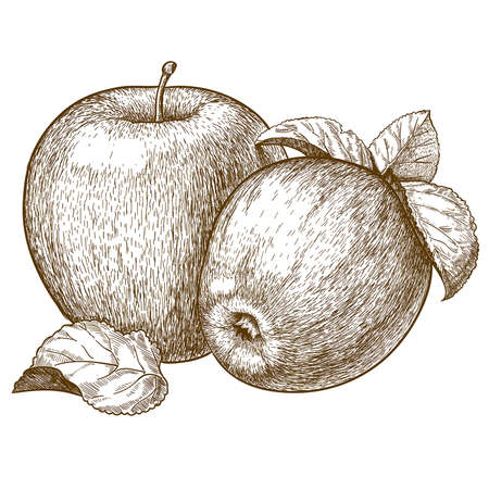 vector engraving illustration of  two red apples and leavesのイラスト素材