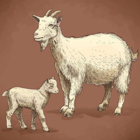 vector illustration of engraving goat and kid on white backgroundのイラスト素材