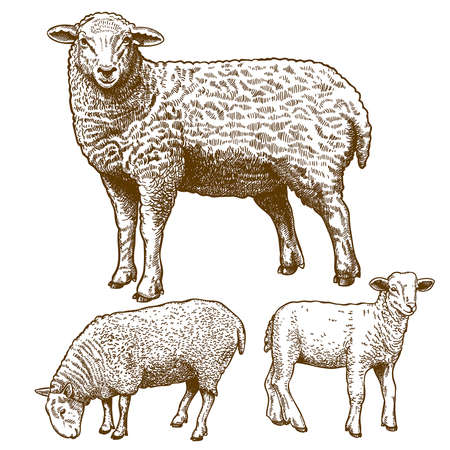 vector illustration of engraving three sheep on white backgroundのイラスト素材
