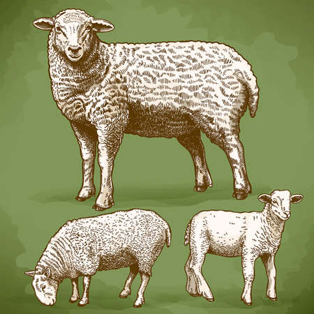 vector illustration of engraving three sheep in retro styleのイラスト素材