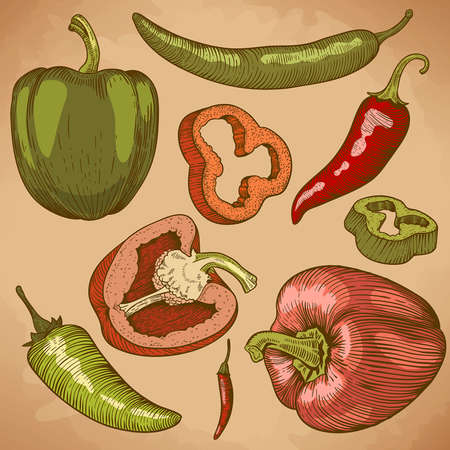 engraving vector illustration of many peppers in retro styleのイラスト素材