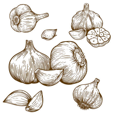 engraving vector illustration of garlic on white backgroundのイラスト素材