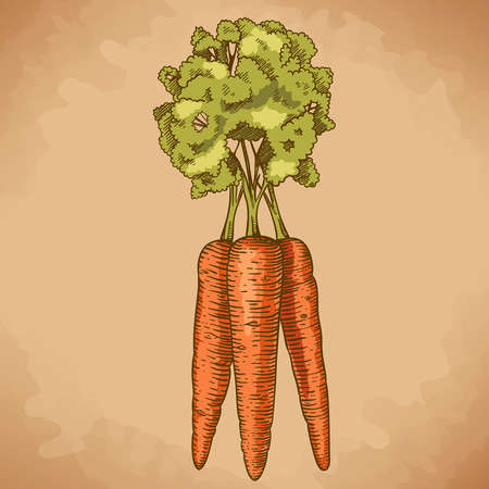 engraving vector illustration of carrot in retro styleのイラスト素材