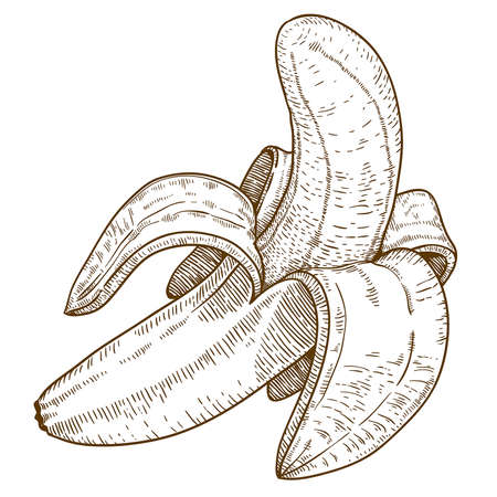 engraving vector illustration of banana on white backgroundのイラスト素材