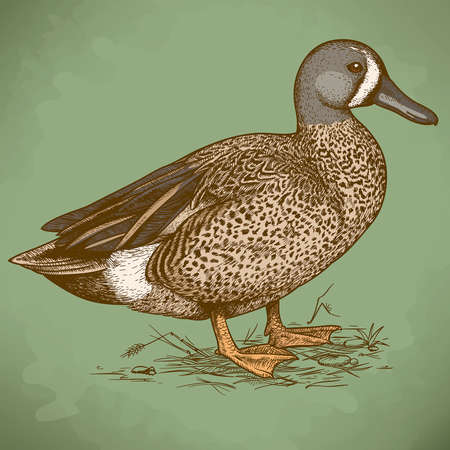 vector illustration of engraving duck in retro styleのイラスト素材