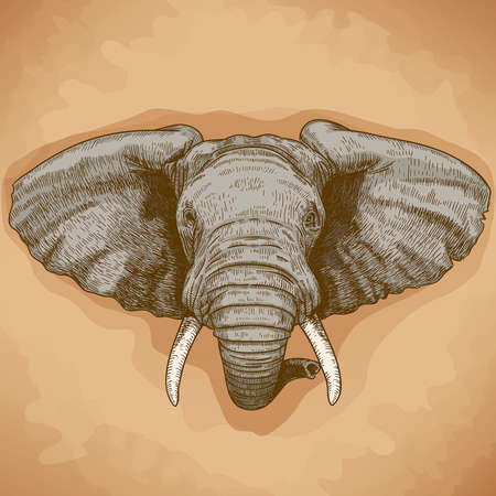 vector illustration of engraving elephant head in retro styleのイラスト素材