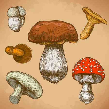 engraving illustration of mushrooms in retro styleのイラスト素材