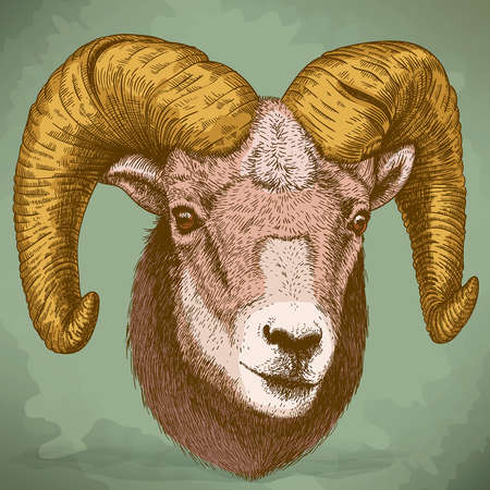 illustration of engraving ram head in retro styleのイラスト素材