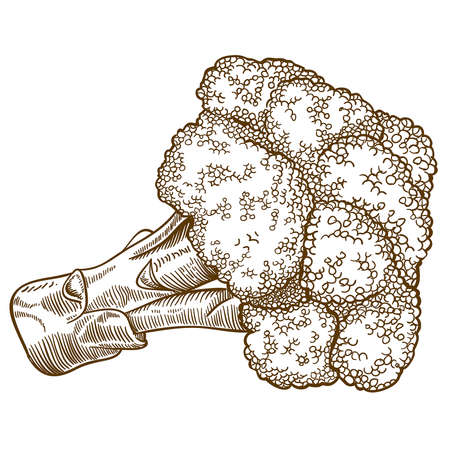 vector set of engraving illustration of broccoli on white backgroundのイラスト素材
