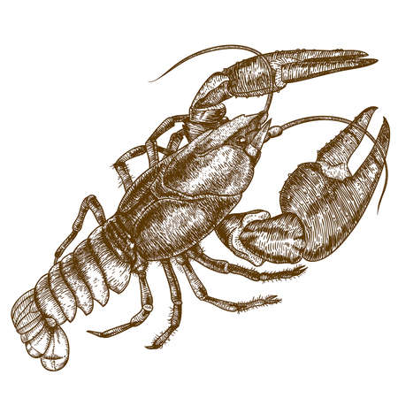 Vector antique engraving woodcut illustration of one crayfish on white backgroundのイラスト素材