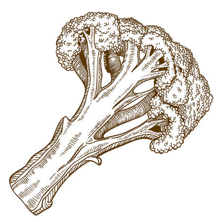 vector set of engraving illustration of broccoli slice on white backgroundのイラスト素材