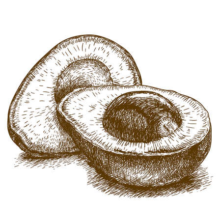 vector set of engraving illustration of avocado on white backgroundのイラスト素材