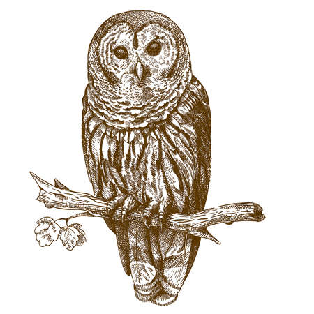 vector engraving antique illustration of owl on a brench isolated on white backgroundのイラスト素材