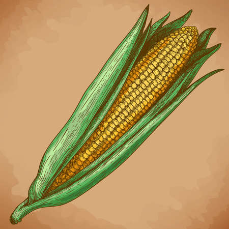 vector vintage engraving illustration of corn in retro styleのイラスト素材