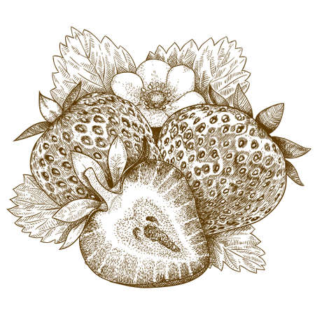 engraving antique illustration of strawberry isolated on white backgroundのイラスト素材