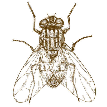 Vector engraving  illustration of  highly detailed hand drawn fly isolated on white backgroundのイラスト素材