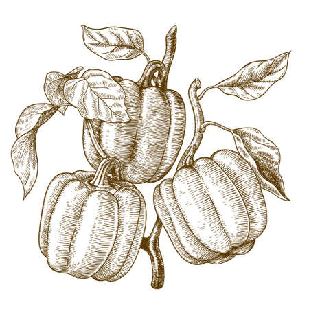 Vector engraving  illustration of  highly detailed hand drawn three bell peppers on a branch isolated on white backgroundのイラスト素材