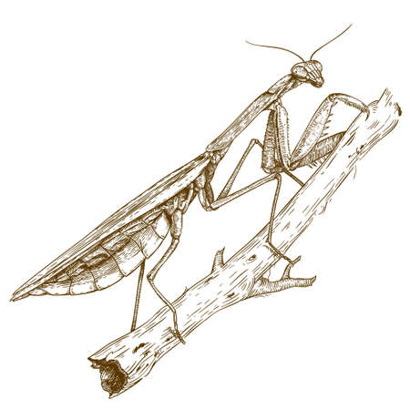 Vector engraving  illustration of  highly detailed hand drawn mantis isolated on white backgroundのイラスト素材
