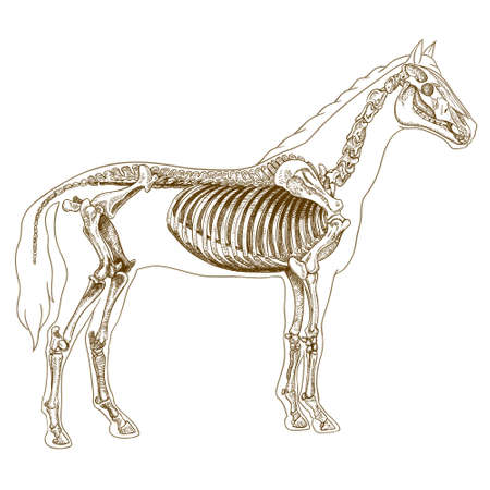 Vector engraving  illustration of  highly detailed hand drawn skeleton of horse isolated on white backgroundのイラスト素材