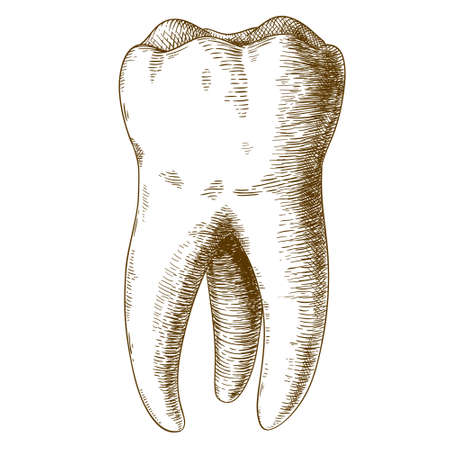 Vector engraving  illustration of  highly detailed hand drawn human tooth  isolated on white backgroundのイラスト素材