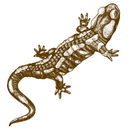Vector engraving illustration of  highly detailed hand drawn salamander isolated on white backgroundのイラスト素材
