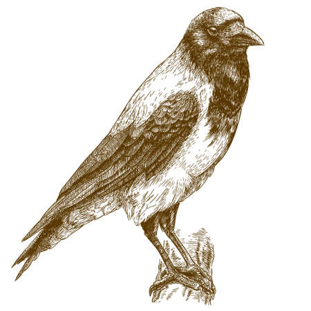Vector engraving illustration of highly detailed hand drawn crow isolated on white backgroundのイラスト素材