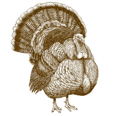 Vector engraving illustration of highly detailed hand drawn  turkey isolated on white backgroundのイラスト素材