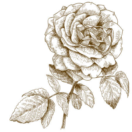 Vector engraving illustration of highly detailed hand drawn rese isolated on white backgroundのイラスト素材